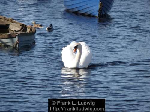 Swan